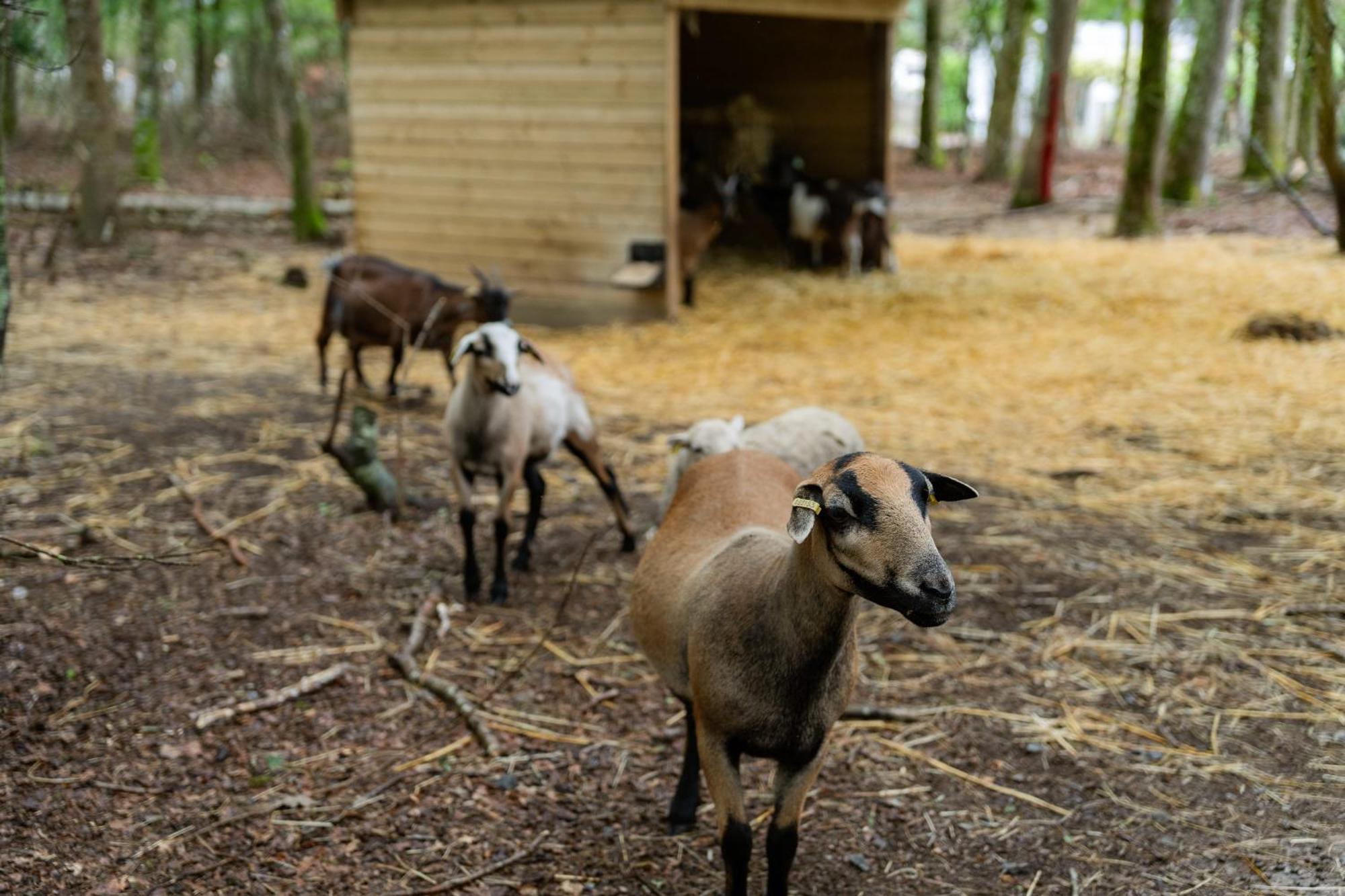 Sunelia Le Petit Bois Mesquer Zewnętrze zdjęcie